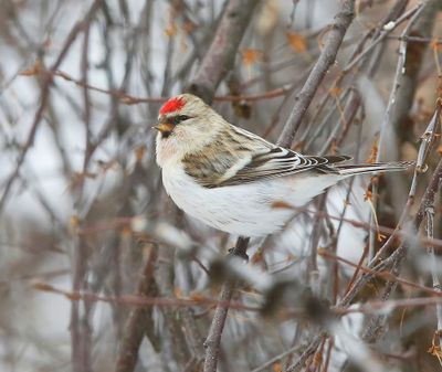 Witstuitbarmsijs - Arctic Redpoll