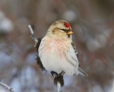 Witstuitbarmsijs - Arctic Redpoll
