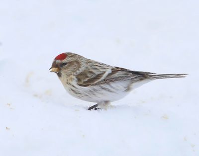 Witstuitbarmsijs - Arctic Redpoll