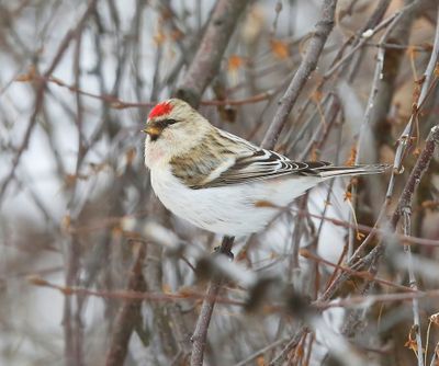 Witstuitbarmsijs - Arctic Redpoll