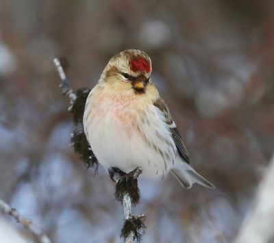 Witstuitbarmsijs - Arctic Redpoll