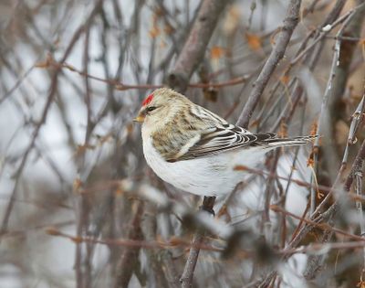 Witstuitbarmsijs - Arctic Redpoll