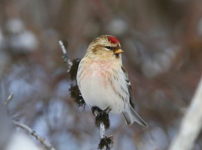 Witstuitbarmsijs - Arctic Redpoll