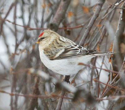 Witstuitbarmsijs - Arctic Redpoll