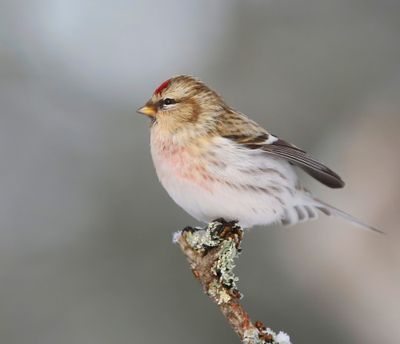 Witstuitbarmsijs - Arctic Redpoll