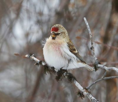 Witstuitbarmsijs - Arctic Redpoll