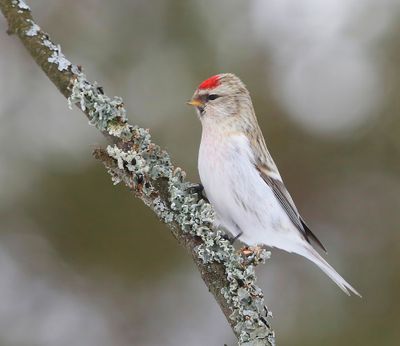 Witstuitbarmsijs - Arctic Redpoll