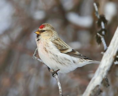 Witstuitbarmsijs - Arctic Redpoll