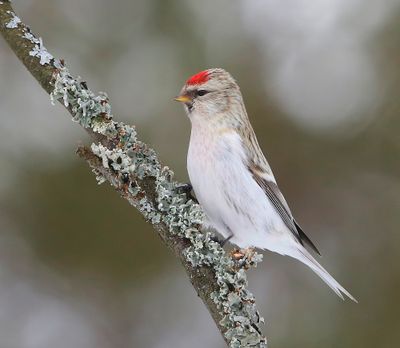 Witstuitbarmsijs - Arctic Redpoll