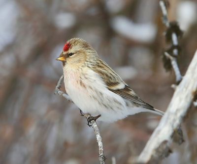 Witstuitbarmsijs - Arctic Redpoll