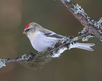 Witstuitbarmsijs - Arctic Redpoll