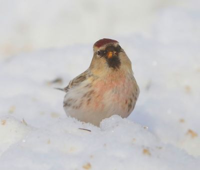 Witstuitbarmsijs - Arctic Redpoll