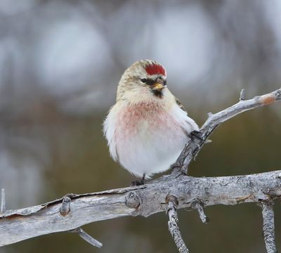 Witstuitbarmsijs - Arctic Redpoll