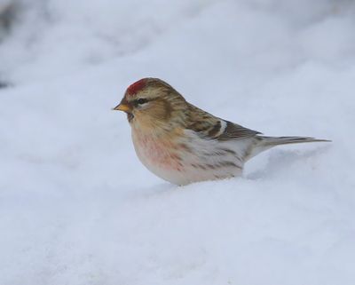 Witstuitbarmsijs - Arctic Redpoll