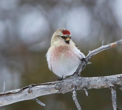Witstuitbarmsijs - Arctic Redpoll