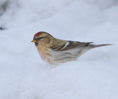 Witstuitbarmsijs - Arctic Redpoll