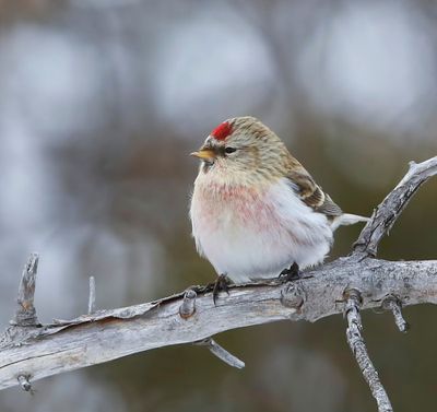 Witstuitbarmsijs - Arctic Redpoll