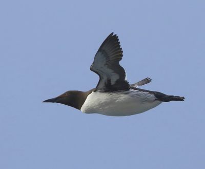 Zeekoet - Atlantic Murre