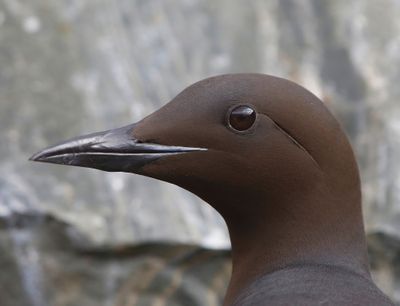 Zeekoet - Atlantic Murre