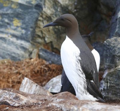 Zeekoet - Atlantic Murre
