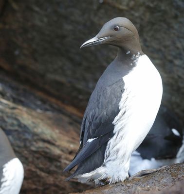 Zeekoet - Atlantic Murre