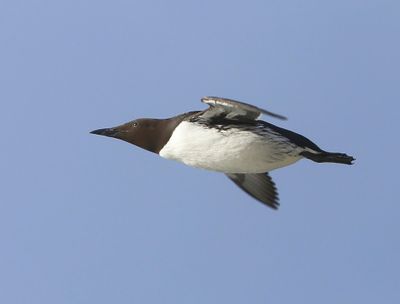 Zeekoet - Atlantic Murre