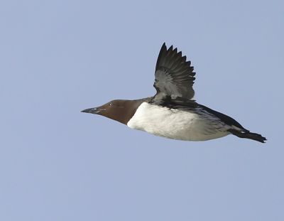 Zeekoet - Atlantic Murre