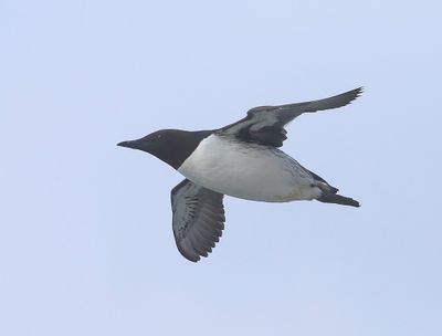 Zeekoet - Atlantic Murre
