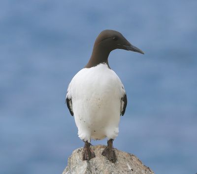 Zeekoet - Atlantic Murre
