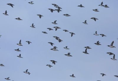 Zeekoeten - Atlantic Murres