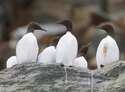 Zeekoeten - Atlantic Murres