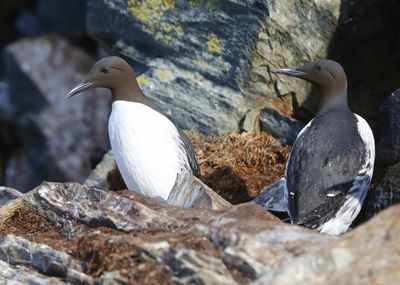 Zeekoeten - Atlantic Murres
