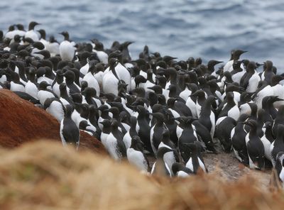 Zeekoeten - Atlantic Murres