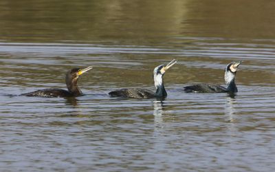 Aalscholvers - Great Cormorants