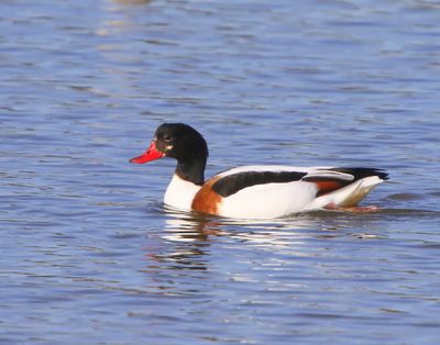 Bergeend - Common Shelduck