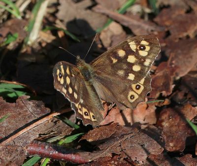 Bont Zandoogje - Speckled Wood