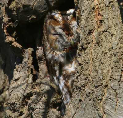 Bosuil - Tawny Owl