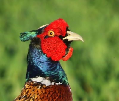 Fazant - Common Pheasant