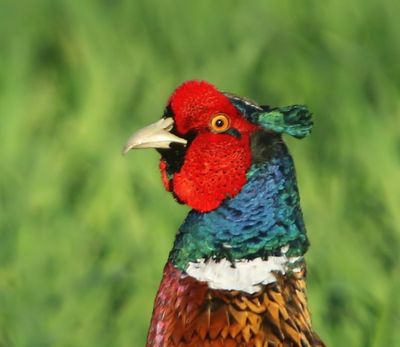 Fazant - Common Pheasant