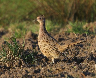 Fazant - Common Pheasant