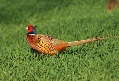 Fazant - Common Pheasant