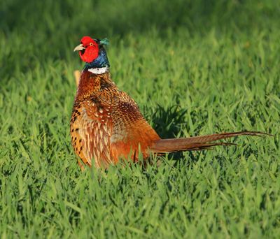 Fazant - Common Pheasant
