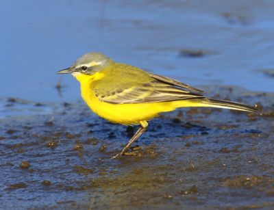 Gele Kwikstaart - Blue-headed Wagtail