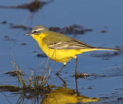 Gele Kwikstaart - Blue-headed Wagtail