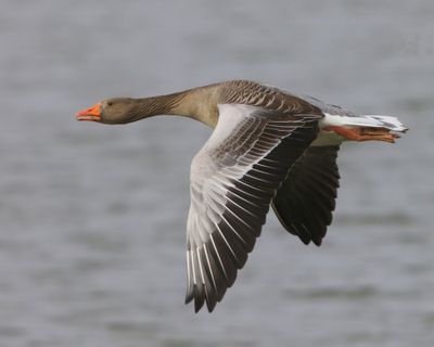 Grauwe Gans - Greylag Goose