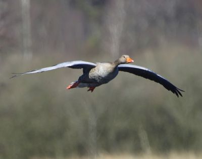 Grauwe Gans - Greylag Goose