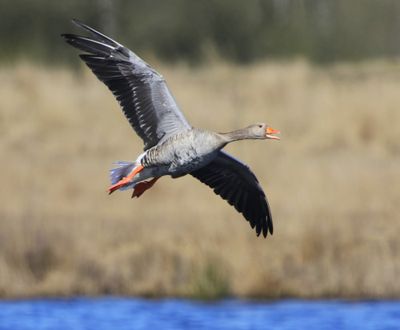 Grauwe Gans - Greylag Goose