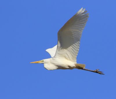 Grote Zilverreiger - Great Egret