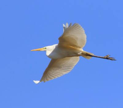Grote Zilverreiger - Great Egret