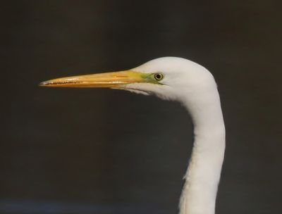 Grote Zilverreiger - Great Egret